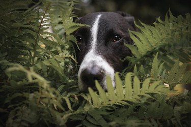 Dog hiding in bushes.