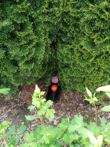 dog hides in bush