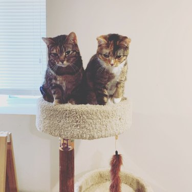 two cats on one cat tower