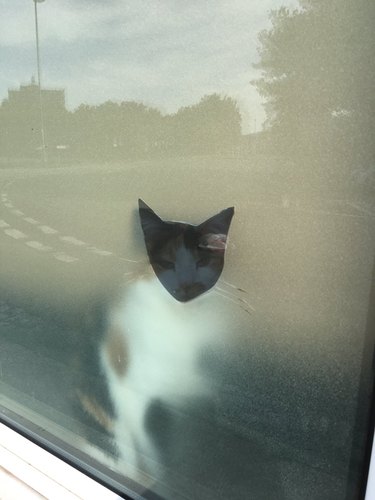 hole in window glazing for cat to look out