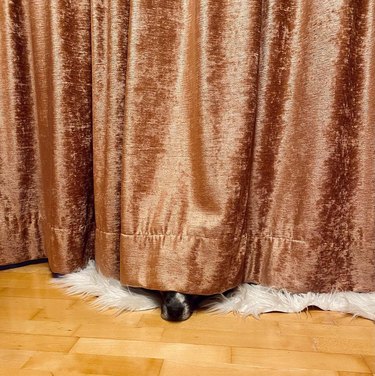 dog hides under curtains