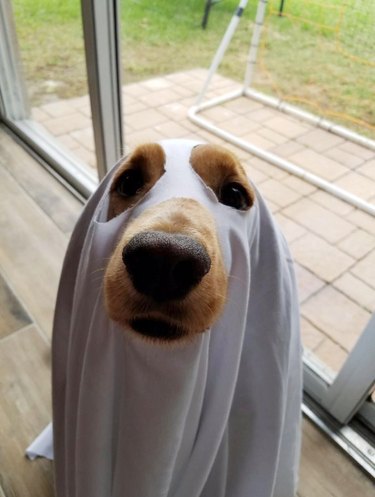 dog dressed as ghost