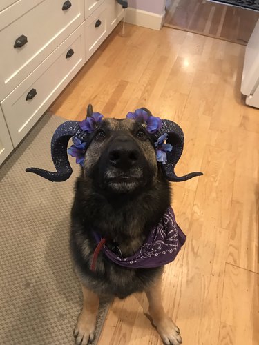 dog dressed as demon