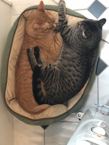 two cats cuddling