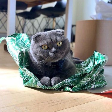 Scottish fold cat lying on green wraping paper.