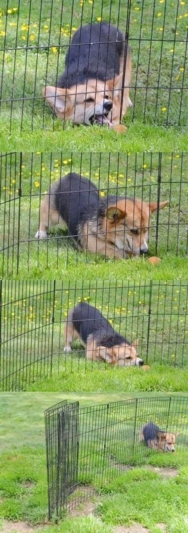 dog can't get toy on other side of fencing