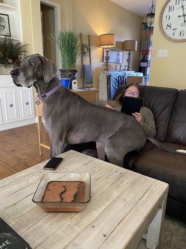 giant dog sits on woman's lap like a chair.
