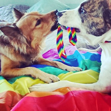 Two dogs holding rainbow chew toy kiss.
