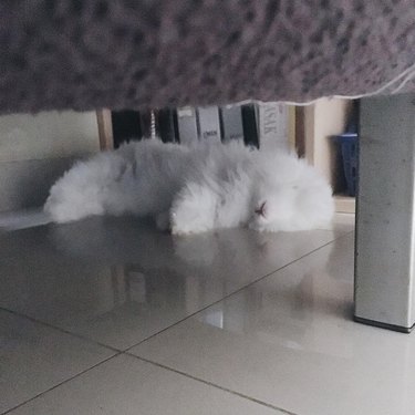bunny sleeping under chair
