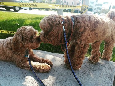 Two cockapoo dogs kissing outside.