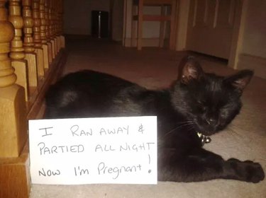 cat parties all night