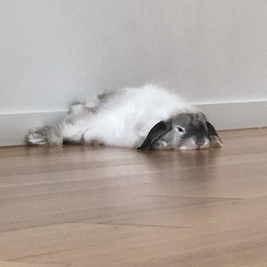 cute baby bunny sleeping