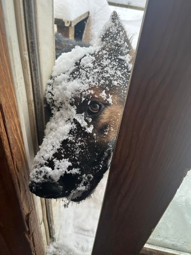 dog who loves snow sticks his head through an open door.