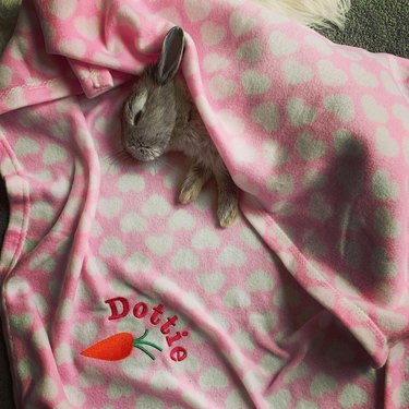 bunny sleeping in a blanket