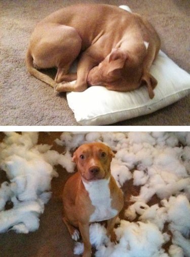 dog destroys pillow