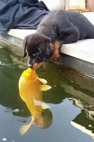Puppy kisses a yellow fish.