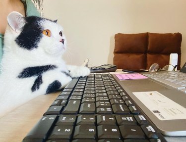 cat typing on keyboard looking at computer screen