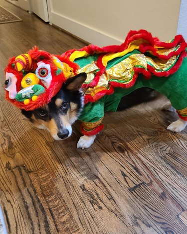dog dressed as lion for Chinese New Year.
