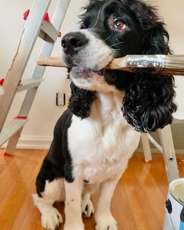 dog holds paintbrush in mouth