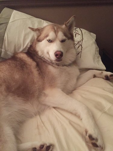dog steals warm spot in bed