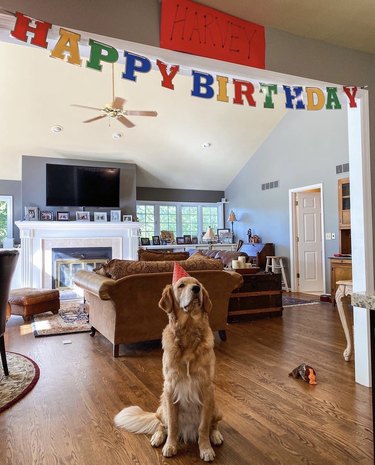 puppy with birthday hat on sits under a happy birthday banner