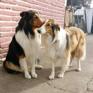 Collies gives another collie a kiss.