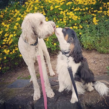 Two dogs kissing ouside by yellow flowers.