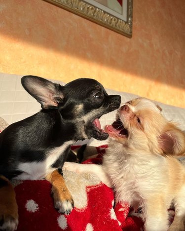 Two dogs practice kissing.