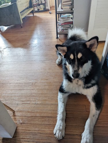 before and after photos of husky puppy.