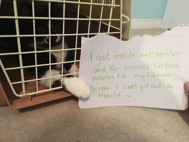 cat locks himself in crate