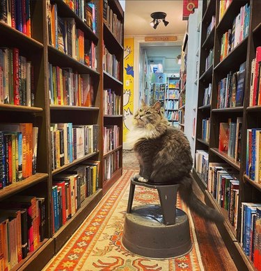 bookstore cat stares at books on shelf.