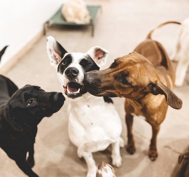 Dog sneaks a sideways kiss.