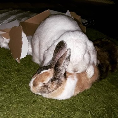 bunny uses other bunny as pillow