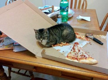 cat sits on slice of pizza