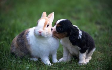 puppy kisses bunny