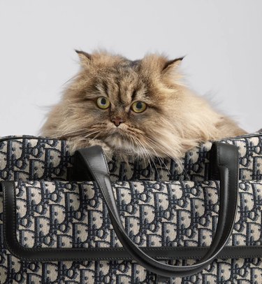 Fluffy cat in a Dior pet carrier bag.