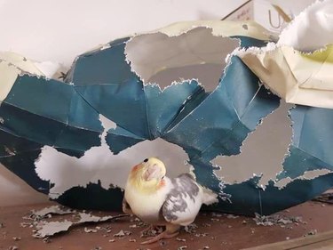 bird tears up wrapping paper