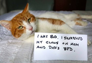 cat sharpens claws on human bed