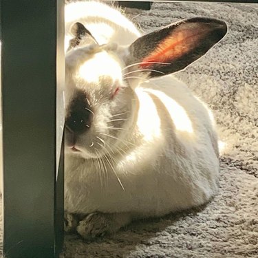 rabbit sleeping in the sun
