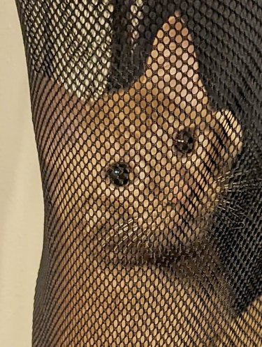 closeup of a cat and their face while trapped in laundry bag.