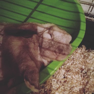 bunny sleeps in position that doesn't look comfortable