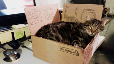 cat sleeping in box on person's desk