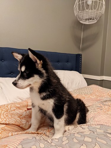 before and after photos of husky puppy.