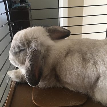 bunny sleeps in crate