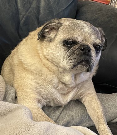 dog looks like Logan Roy from Succession.