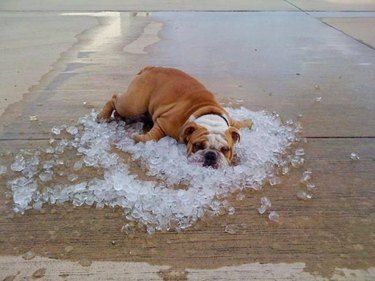 dog sleeps on a pile of ice