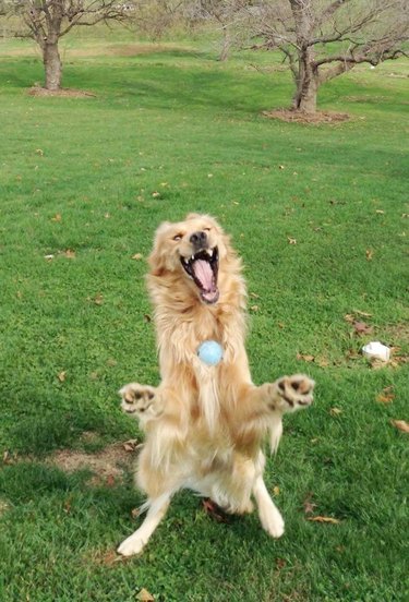 dog excited about catching ball