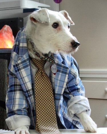 dog dressed in shirt and tie