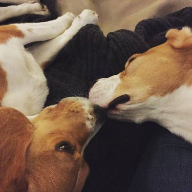 Dogs kiss upside down.