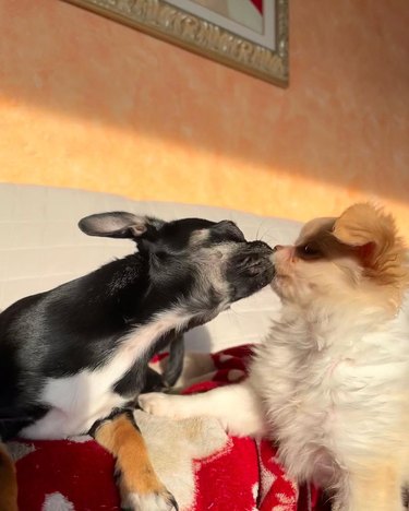 Two dogs practice kissing.